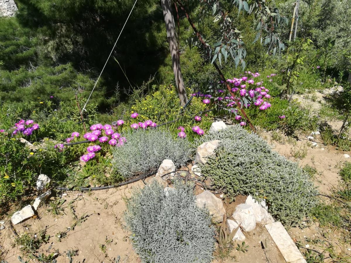 Πέτρα, Ελιά Και Λεβάντα Villa Tolón Buitenkant foto