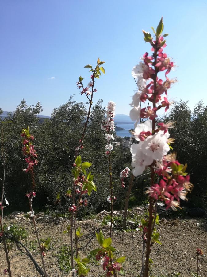 Πέτρα, Ελιά Και Λεβάντα Villa Tolón Buitenkant foto